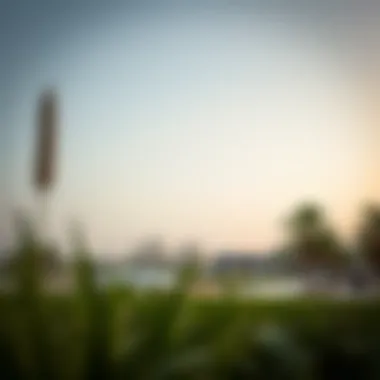 Exploring Muwaileh Park: A Hidden Gem in Dubai Introduction