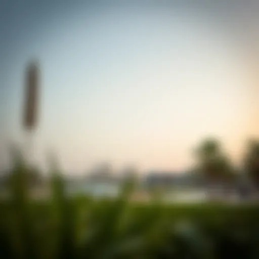 Exploring Muwaileh Park: A Hidden Gem in Dubai Introduction