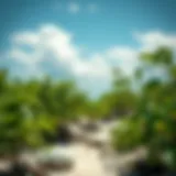 Exploring the Mangrove Beach of UAQ: An In-depth Analysis Introduction