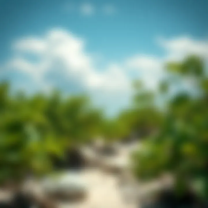 Exploring the Mangrove Beach of UAQ: An In-depth Analysis Introduction