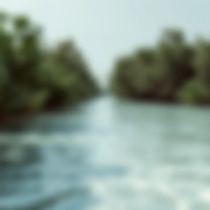 Exploring the Mangrove Beach of UAQ: An In-depth Analysis Summary